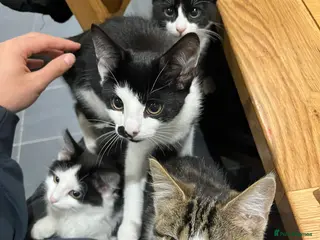 Mixed Breed cats Beautiful Playful Young Cats - Advert 3