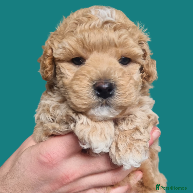Maltipoo dogs Family-Raised Toy Maltipoo, DNAClear, 3GenPedigree - Advert 18