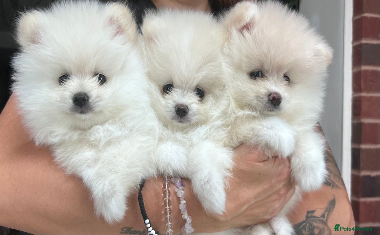 Pomeranian dogs - Advert 1