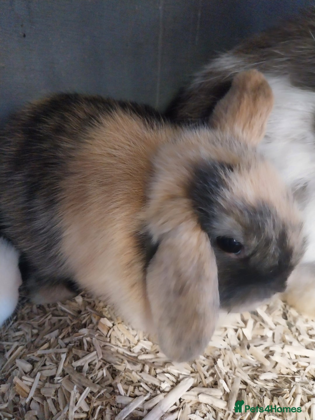 Mini Lop rabbits for sale: Mini lop rabbits  - Image 4