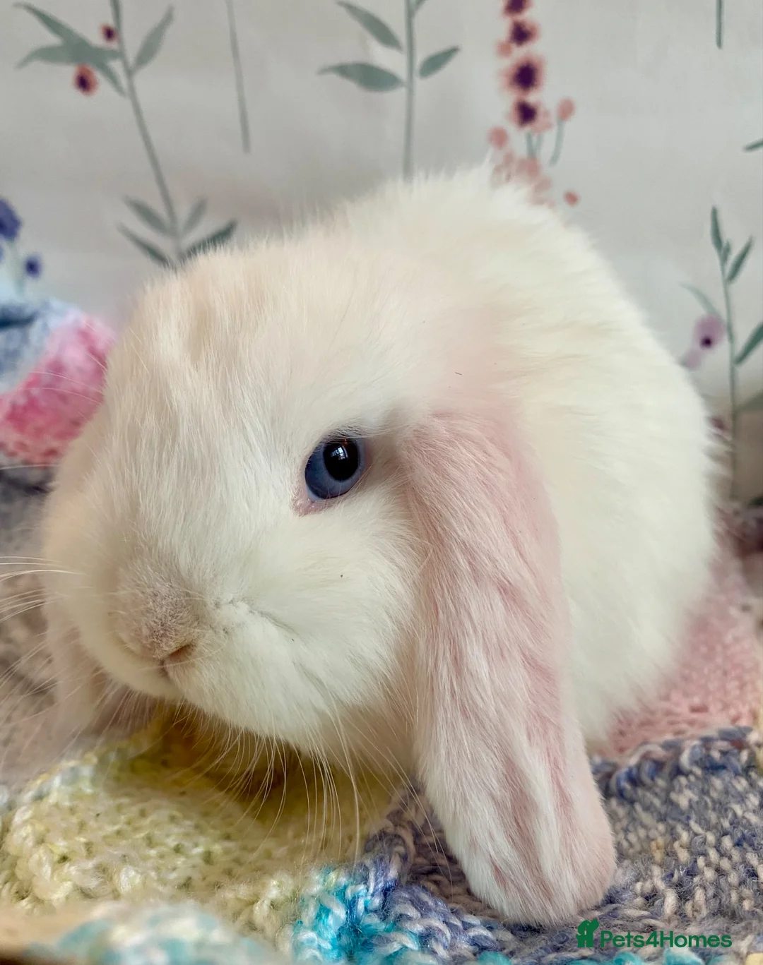 Mini Lop rabbits for sale: Pure bred Mini Lops - Advert 6