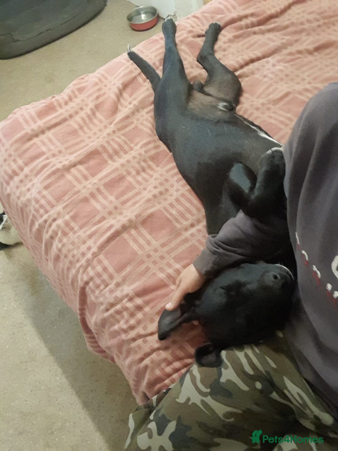 Mixed Breed dogs for adoption: SHEAMUS - a handsome boy for an experienced Owner - Image 31