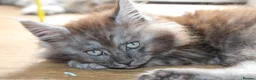 Maine Coon cats for sale: TICA Maine Coon Kittens 𝕽𝖊𝖆𝖉𝖞 𝖙𝖔 𝖑𝖊𝖆𝖛𝖊 - Advert 23