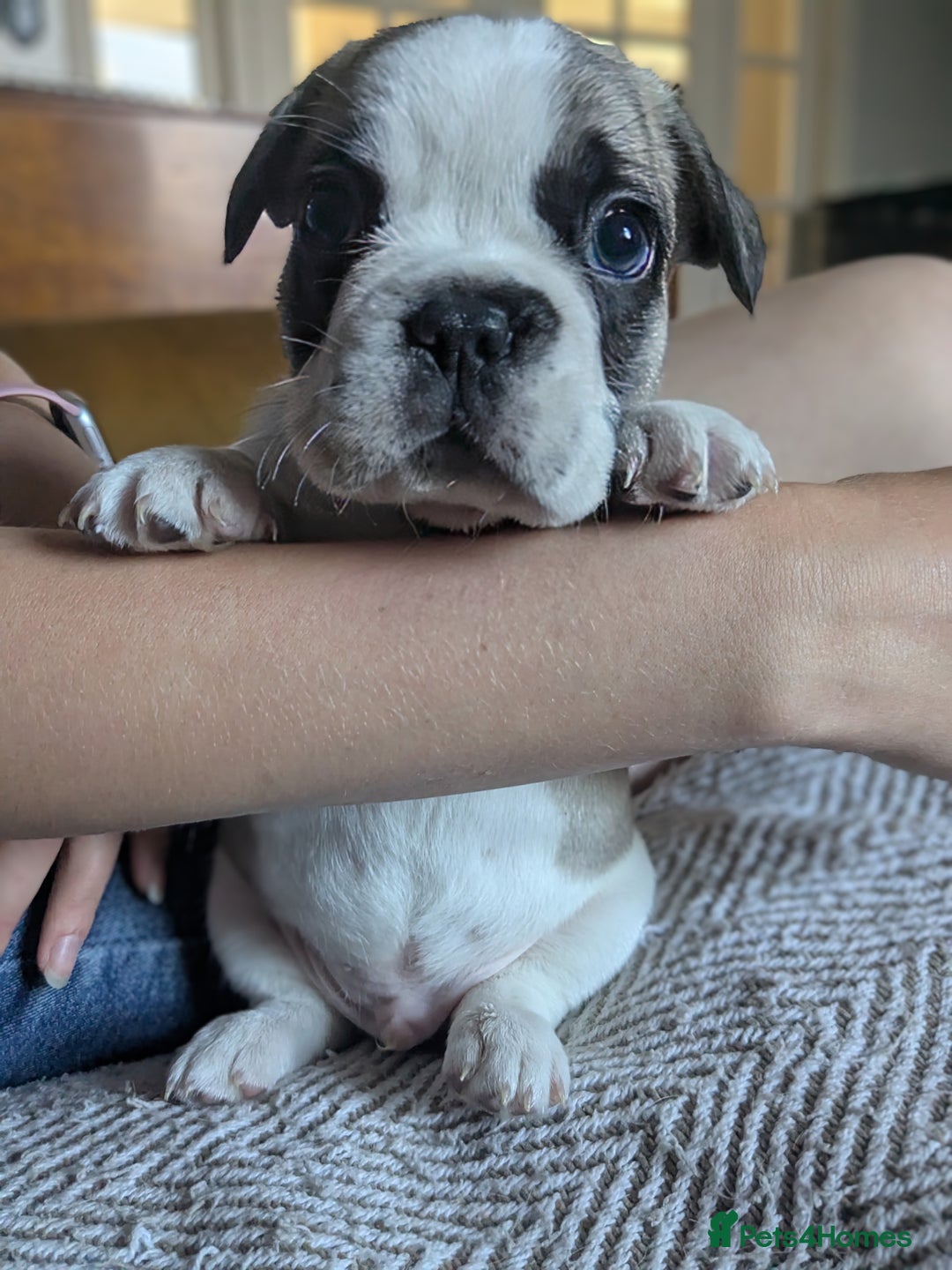 French Bulldog dogs for sale: REDUCED Adorable French Bulldog Puppies  - Image 22