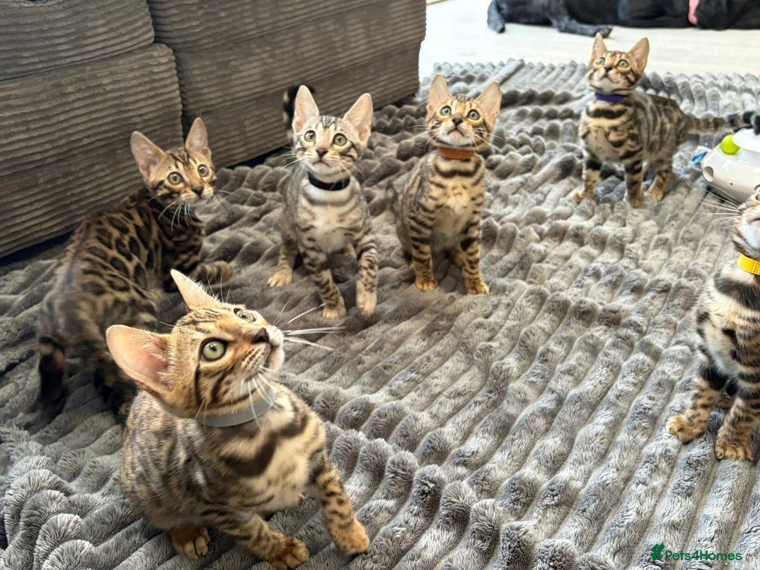 Bengal cats for sale: 12 Bengal Cubs Ready for Their Forever Home - Image 13