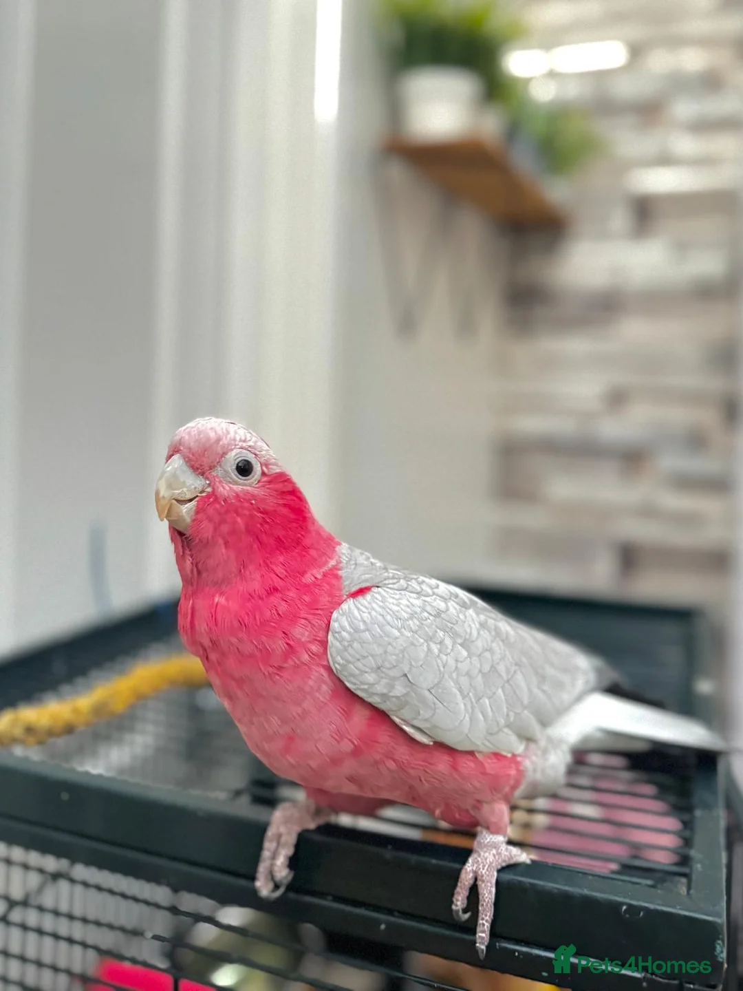 Budgerigars birds for sale: PARROTS! - Advert 2