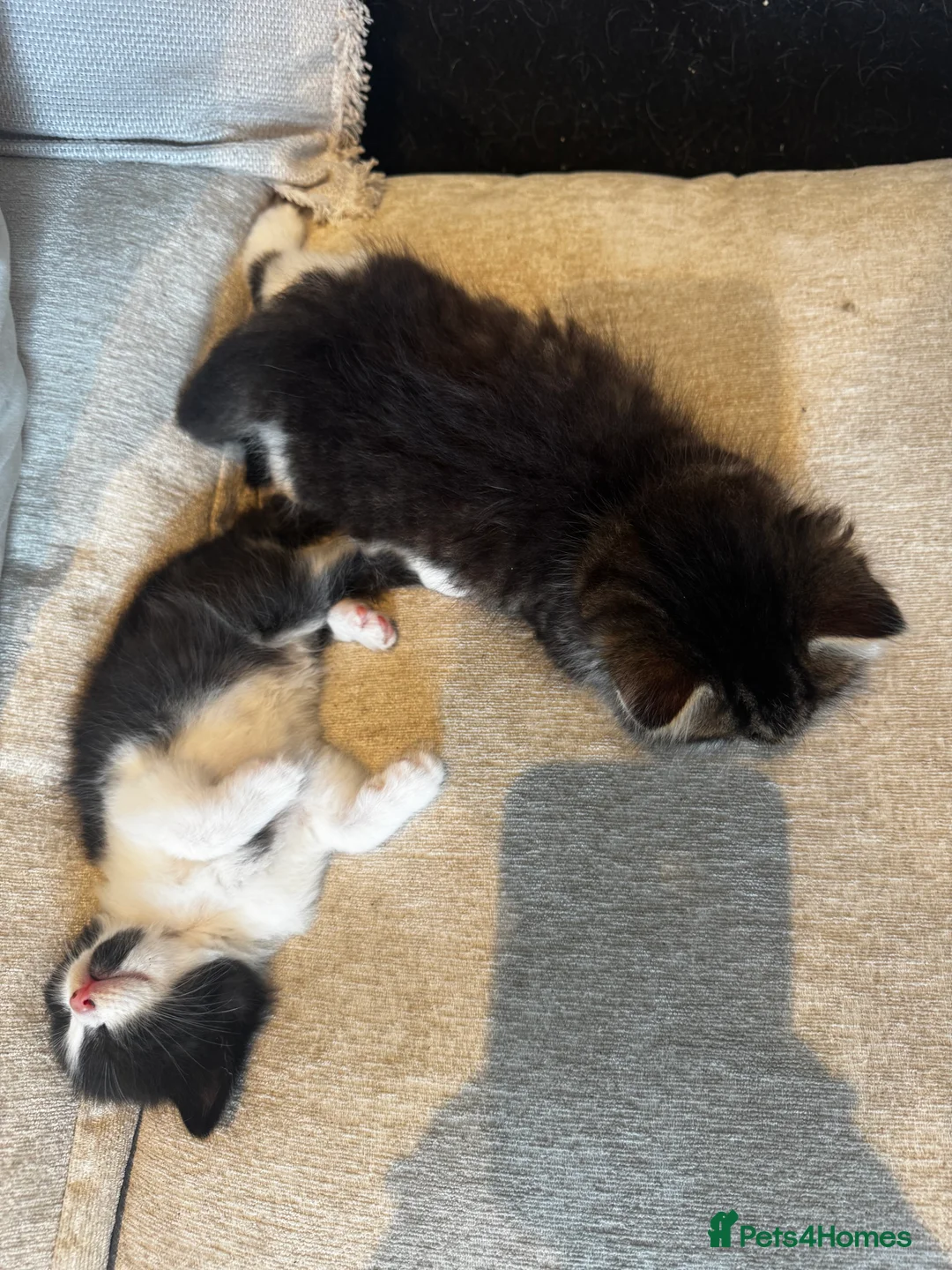 Mixed Breed cats for sale: Gorgeous Mixed Kittens For Sale - Advert 2