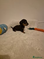 Miniature Dachshund dogs ❤️ 🐕 Miniature Dachshunds - Advert 3