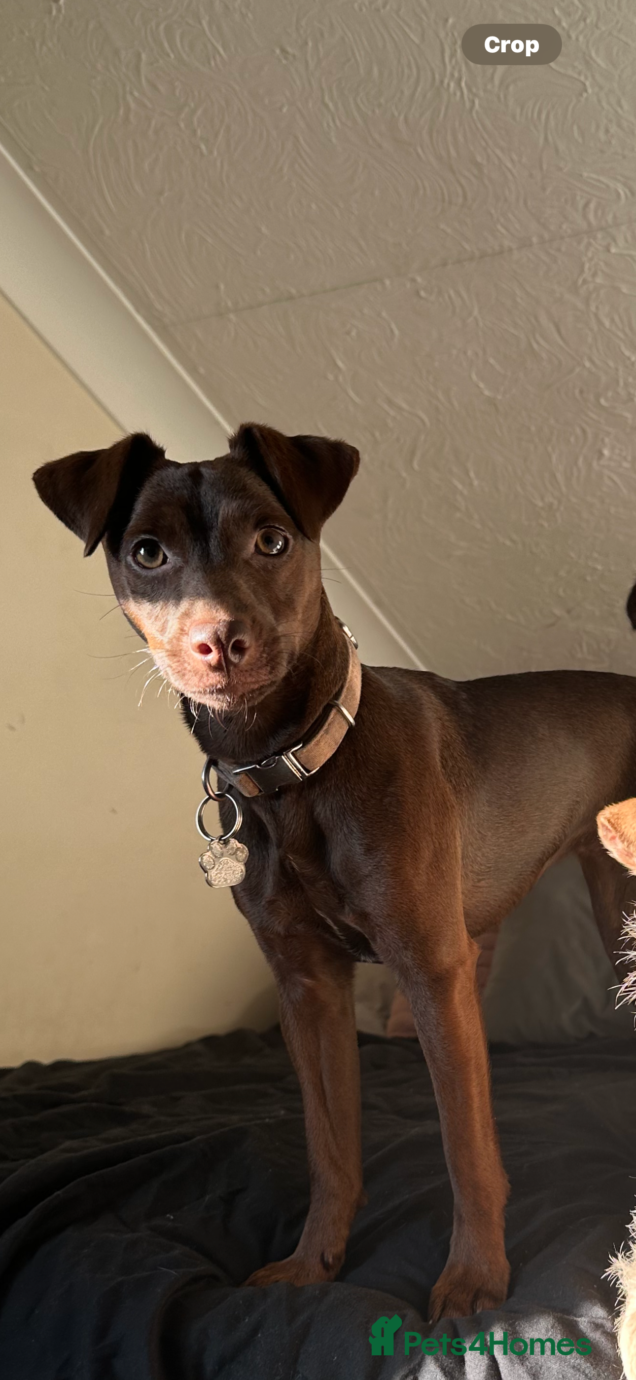 Jack Russell dogs AVAILABLE NOW Beautiful Jack Russell Puppies  - Advert 14