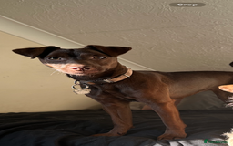 Jack Russell dogs for sale: Beautiful Jack Russell Puppies  - Image 1