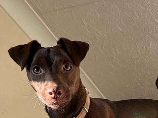 Jack Russell dogs for sale - Advert 1