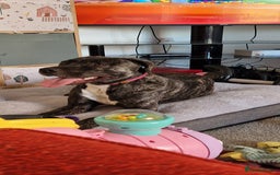 Staffordshire Bull Terrier dogs for sale: Staffordshire bull terrier for sale  - Image 2