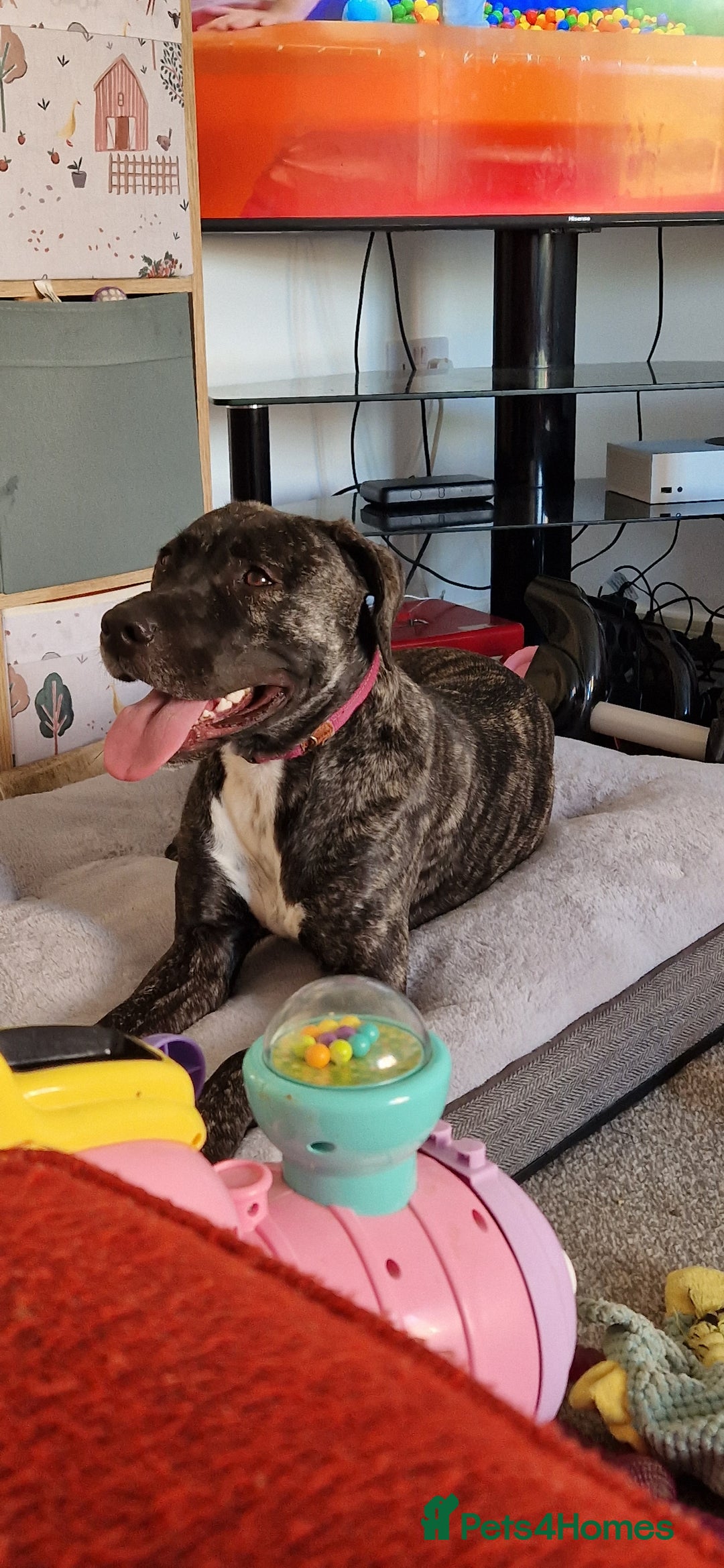Staffordshire Bull Terrier dogs for sale: Staffordshire bull terrier for sale  - Image 2
