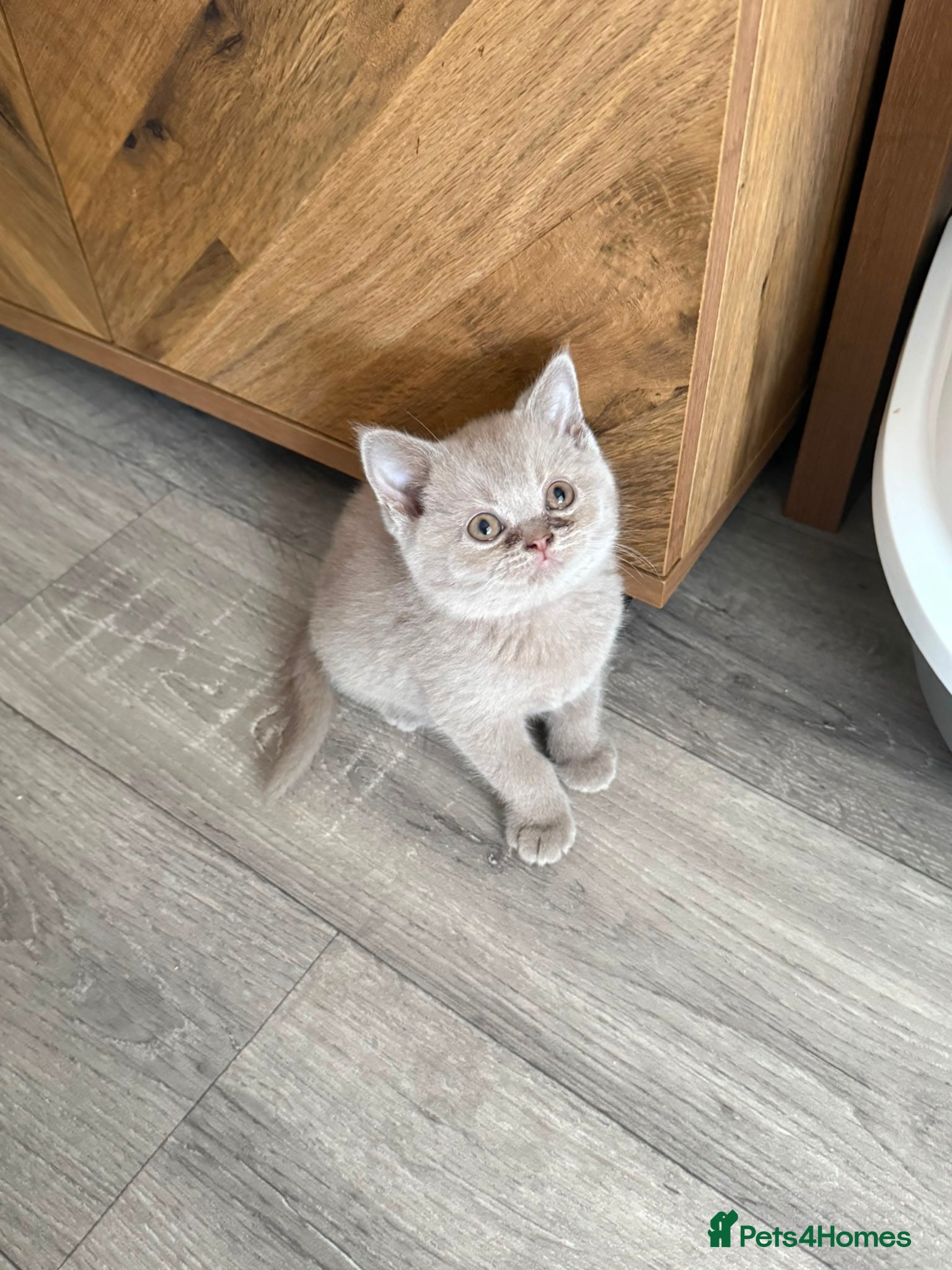 British Shorthair cats for sale: Lilac & Chocolate British shorthair kittens  - Advert 9