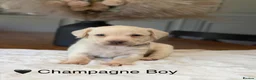 Labrador Retriever dogs for sale: Health tested yellow/champagne Labrador puppies - Advert 11