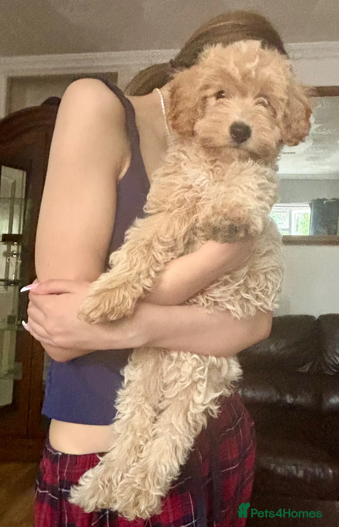 Cavapoochon dogs for sale: Super cute Cavapoochon’s ready now - Advert 2
