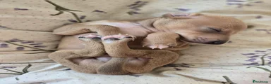 Italian Greyhound 2 'Moose'