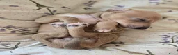 Italian Greyhound dogs for sale: 2 tiny KC registered Italian Greyhound boys - Advert 21