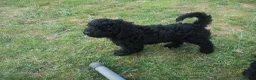 Poodle dogs for sale: Miniature poodle black excellent breeding in Christchurch - Advert 4