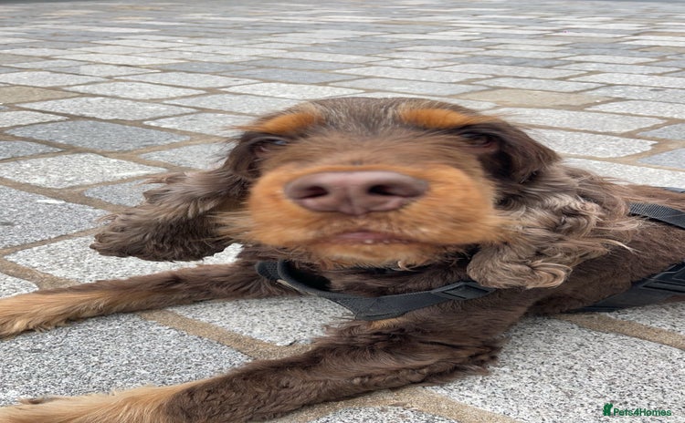 Cocker Spaniel dogs - Advert 9