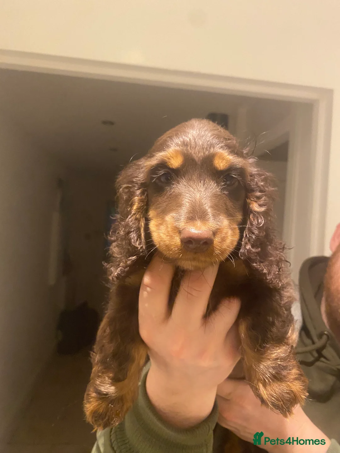 Miniature Dachshund dogs for sale: Longhaired miniature Dachshund puppies - Advert 2