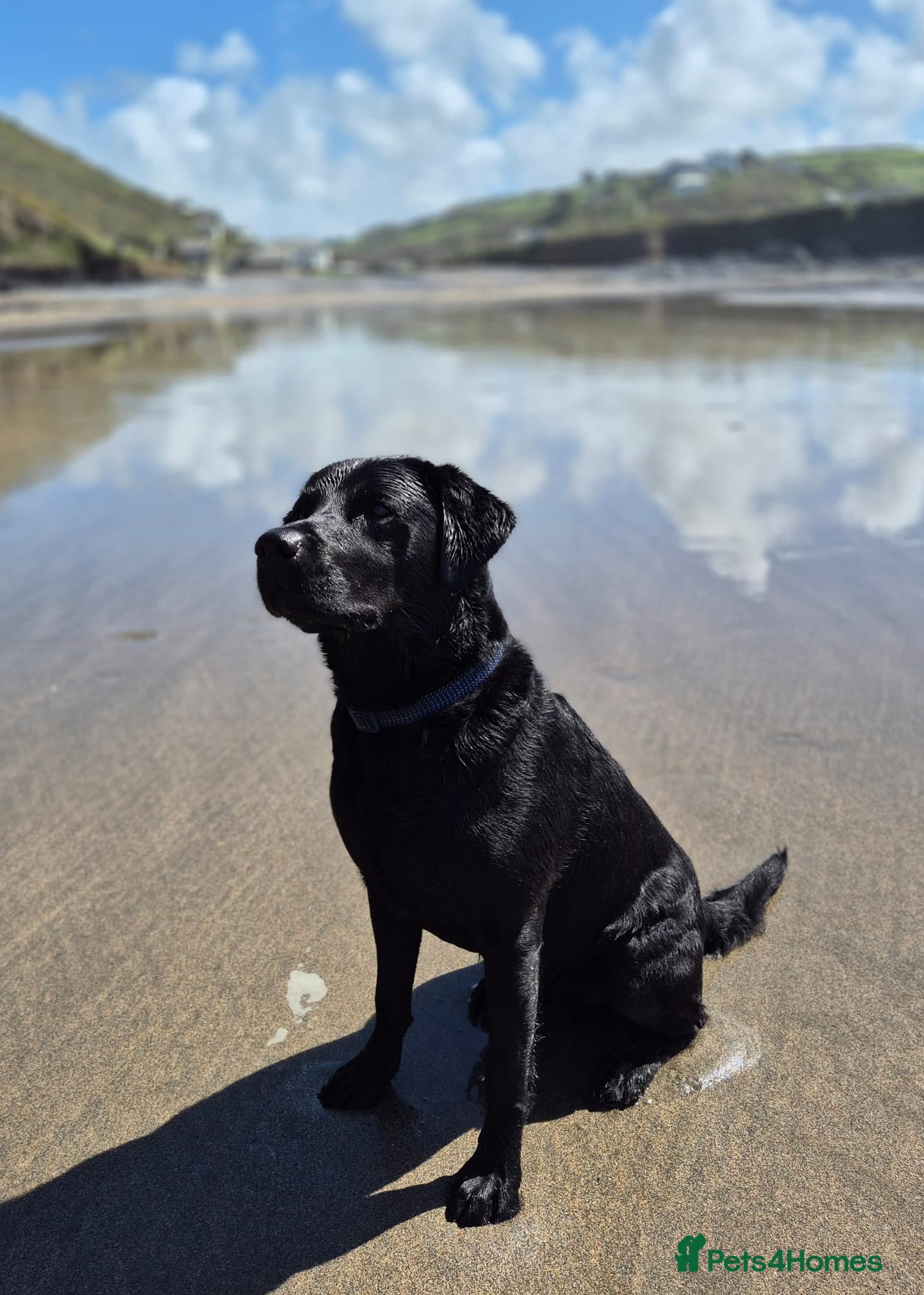 Labrador Retriever dogs Fallowpark Dark Grove Stud dog - Advert 1