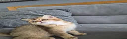 British Shorthair cats for sale: Golden British babies - Advert 24