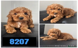 Cockapoo dogs for sale: Beautiful F1 TOY Cockapoos - Image 4