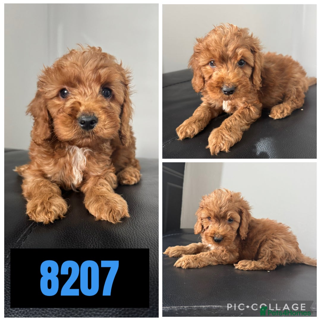 Cockapoo dogs for sale: Beautiful F1 TOY Cockapoos - Image 4