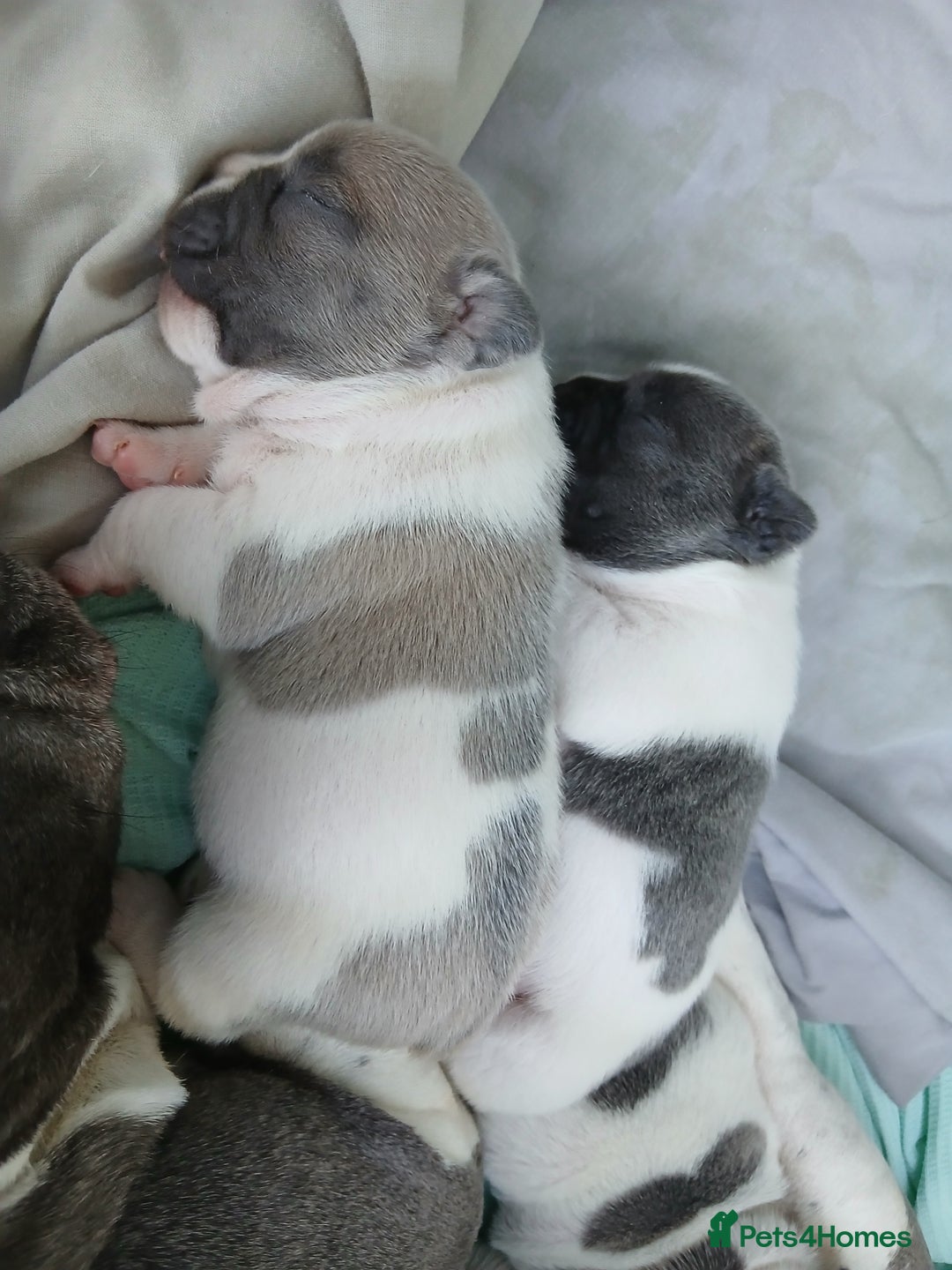 French Bulldog dogs for sale: French bulldog puppies 2 boys 1 girl left in Chatham - Image 16