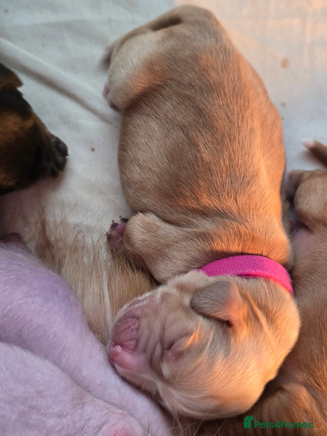 Cocker Spaniel dogs for sale: 5 beautiful cocker spaniel puppies - Advert 4