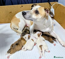 Jack Russell dogs ❤️3/4 Jack Russell babies ❤️ - Advert 4