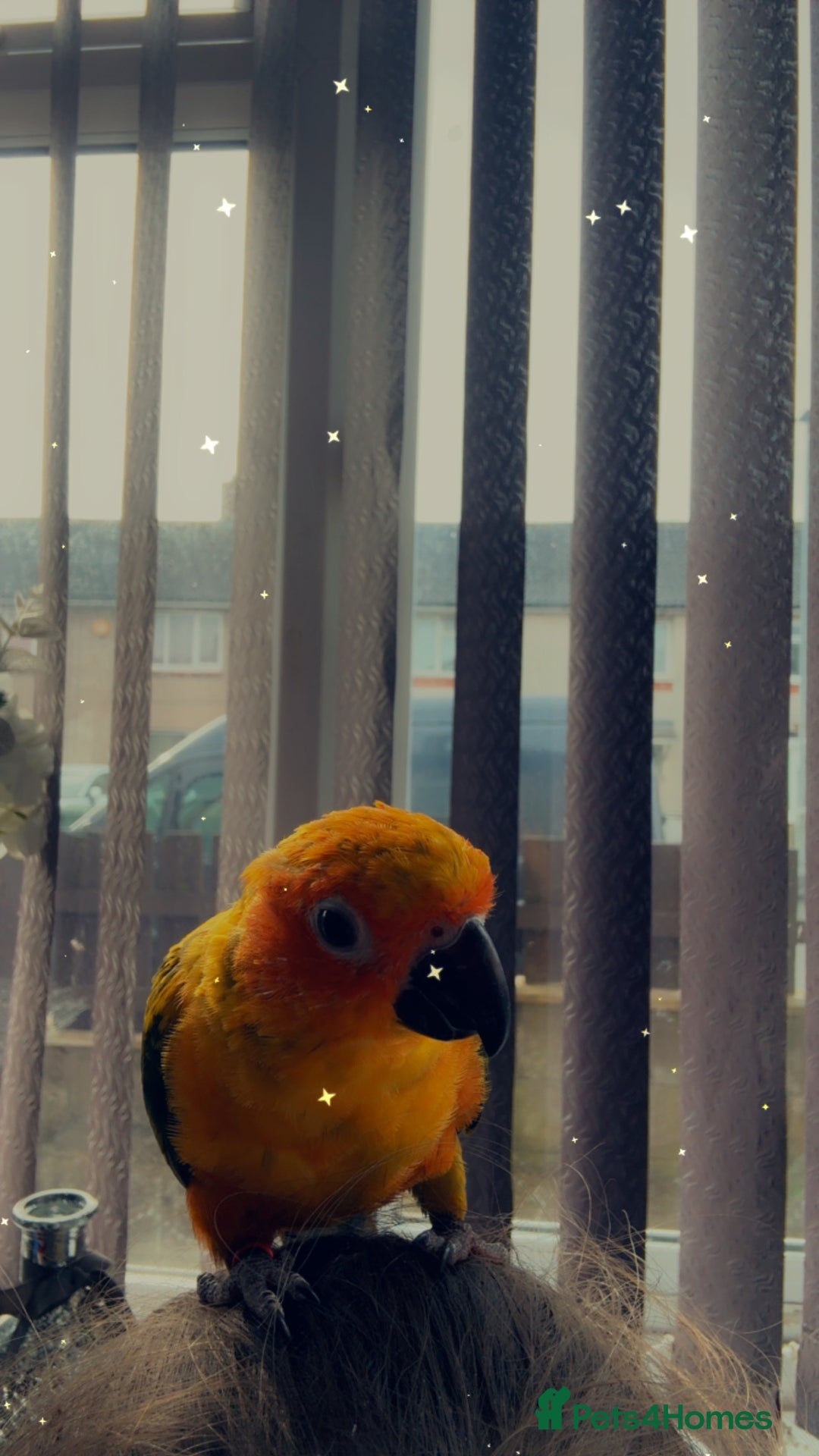 Conures birds for sale: Meeka is around 5 month old  - Image 8