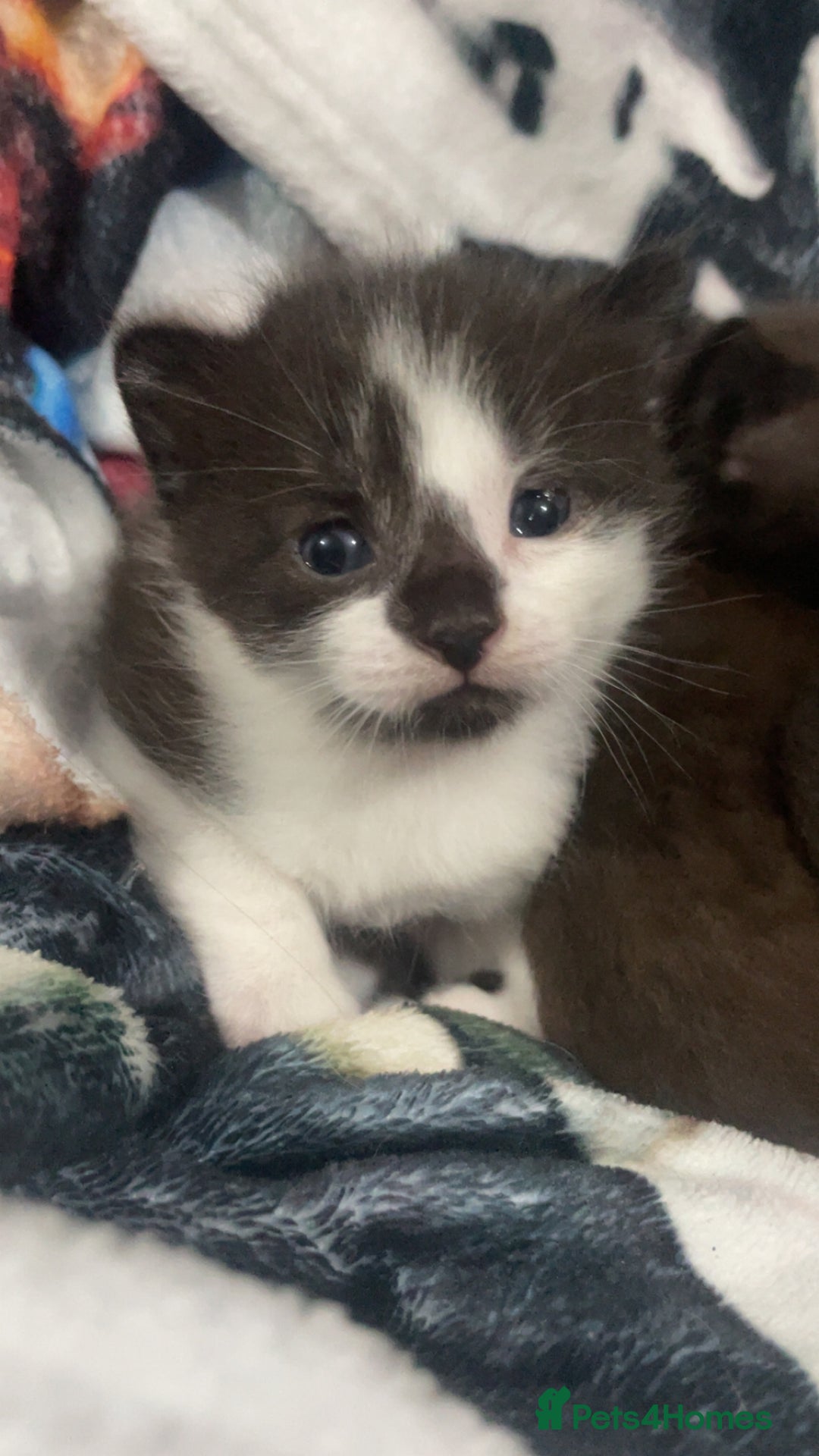 Mixed Breed cats for sale: 1/4 British Shorthair Kittens - Image 4