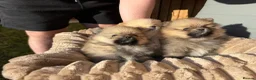Pomeranian dogs for sale: Pure-Breed Mini Pomeranians  - Advert 3