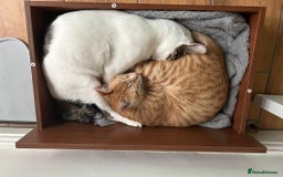 Arabian Mau cats for adoption: Two Bonded Rescue Cats for Adoption Together - Image 2