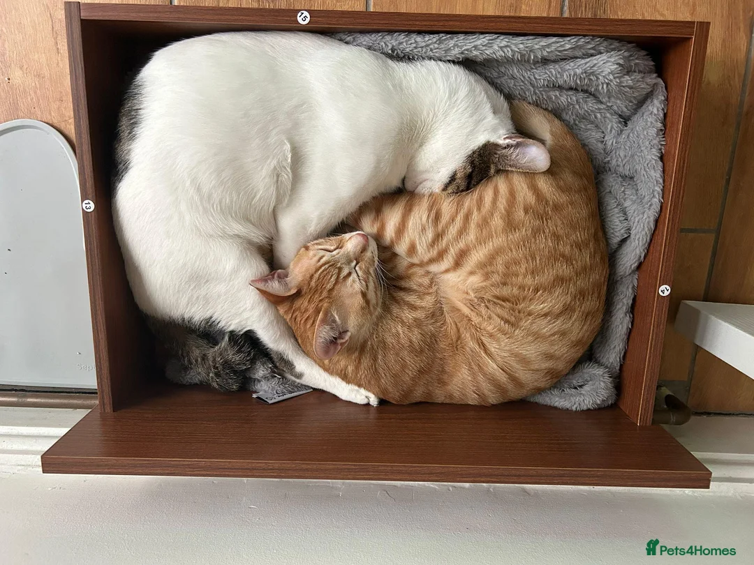 Arabian Mau cats for adoption: Two Bonded Rescue Cats for Adoption Together - Advert 2