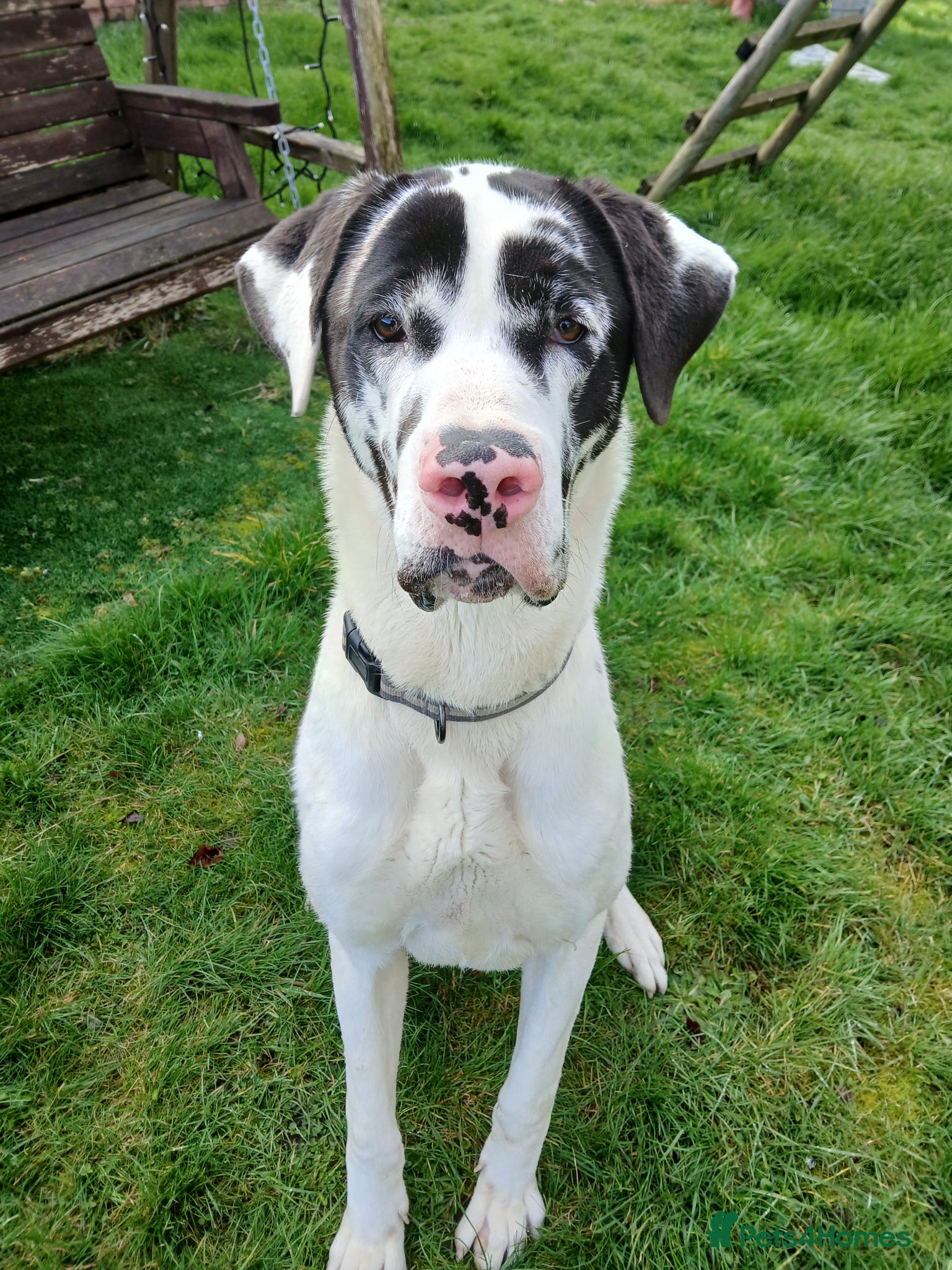 Mixed Breed dogs Max Great Dane  - Advert 2