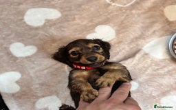 Miniature Dachshund dogs for sale: Miniature Long-Haired Dachshund Puppies - Image 10