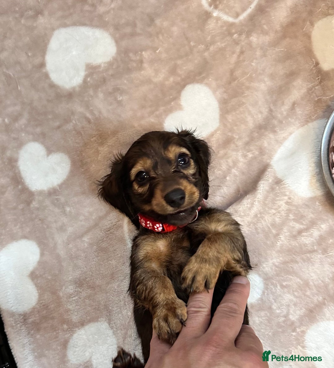 Miniature Dachshund dogs for sale: Miniature Long-Haired Dachshund Puppies - Image 10
