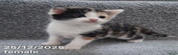 Mixed Breed cats for sale: Beautiful Kittens for Sale – 3 Females & 3 Males - Advert 18