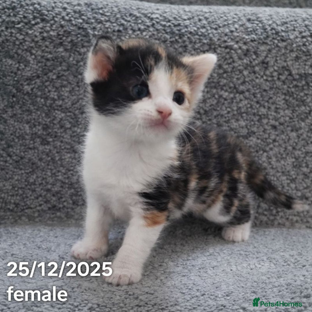 Mixed Breed cats for sale: Beautiful Kittens for Sale – 3 Females & 3 Males - Advert 18