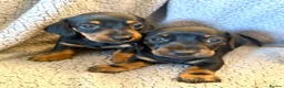 Miniature Dachshund dogs for sale: STUNNING SMOOTH HAIR MINI DACHSHUND PUPPIES  - Advert 14