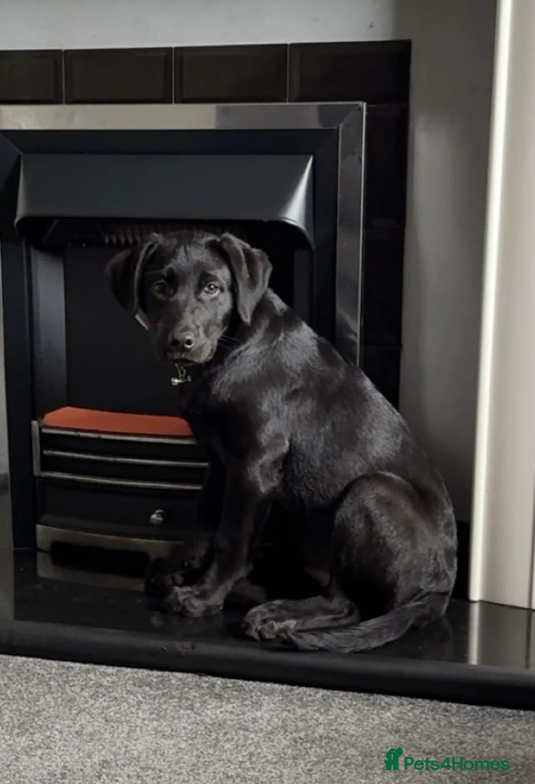 Mixed Breed dogs for sale: Molly - Advert 3