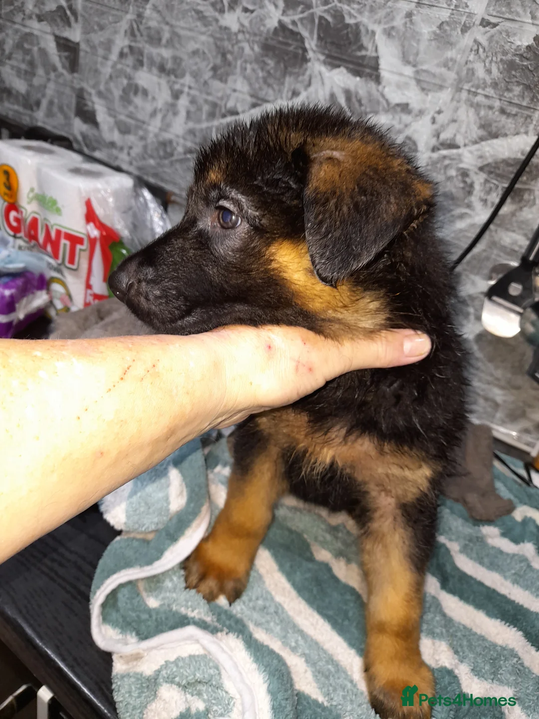 German Shepherd dogs for sale: Stunning German shepherd puppies - Advert 15