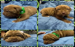 Mixed Breed dogs for sale: Dogue de bordeaux x staff puppies  - Advert 15