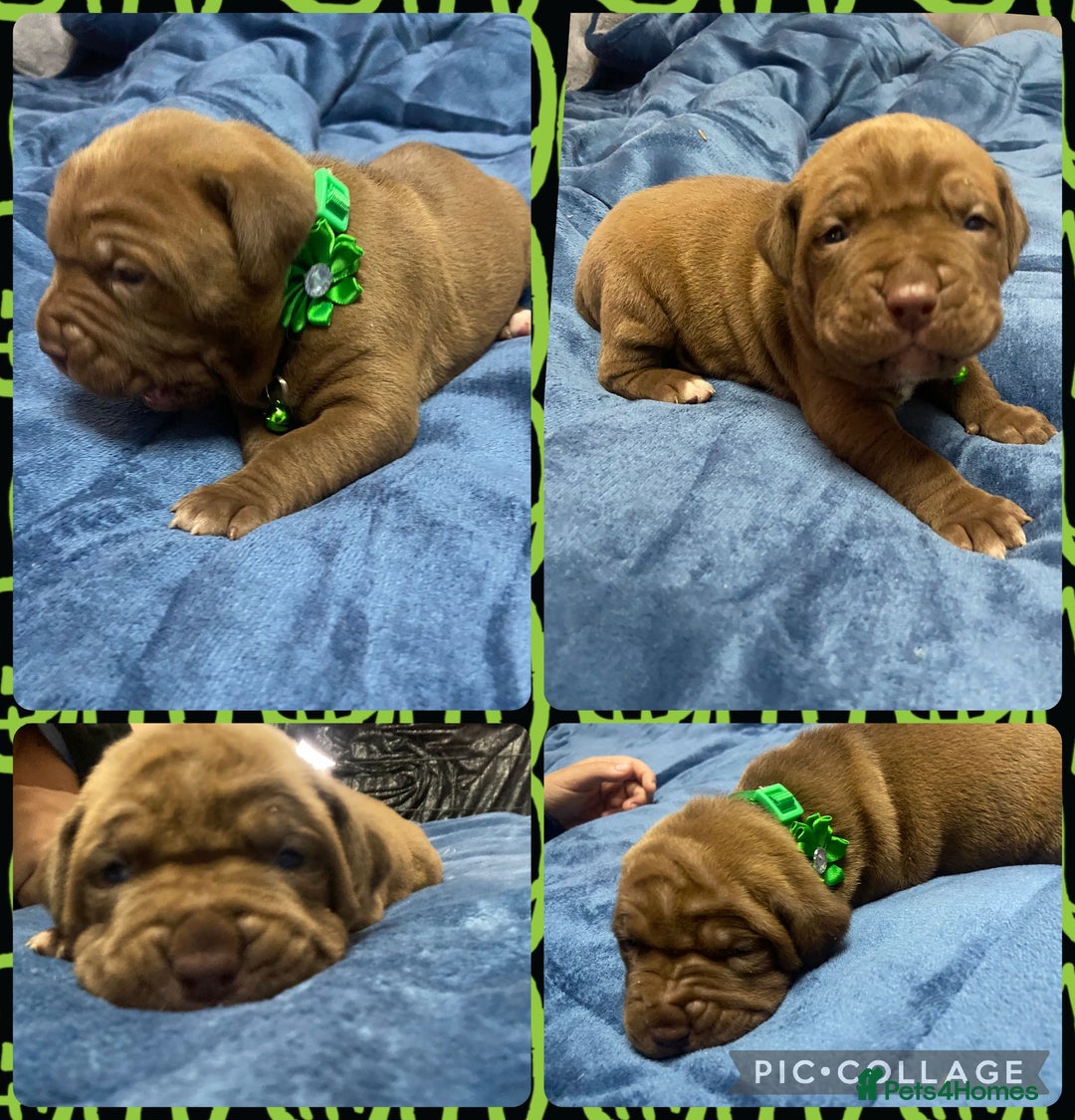 Mixed Breed dogs for sale: Dogue de bordeaux x staff puppies  - Advert 15