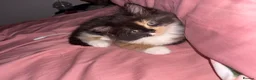 Mixed Breed cats for sale: Kitten  - Advert 5