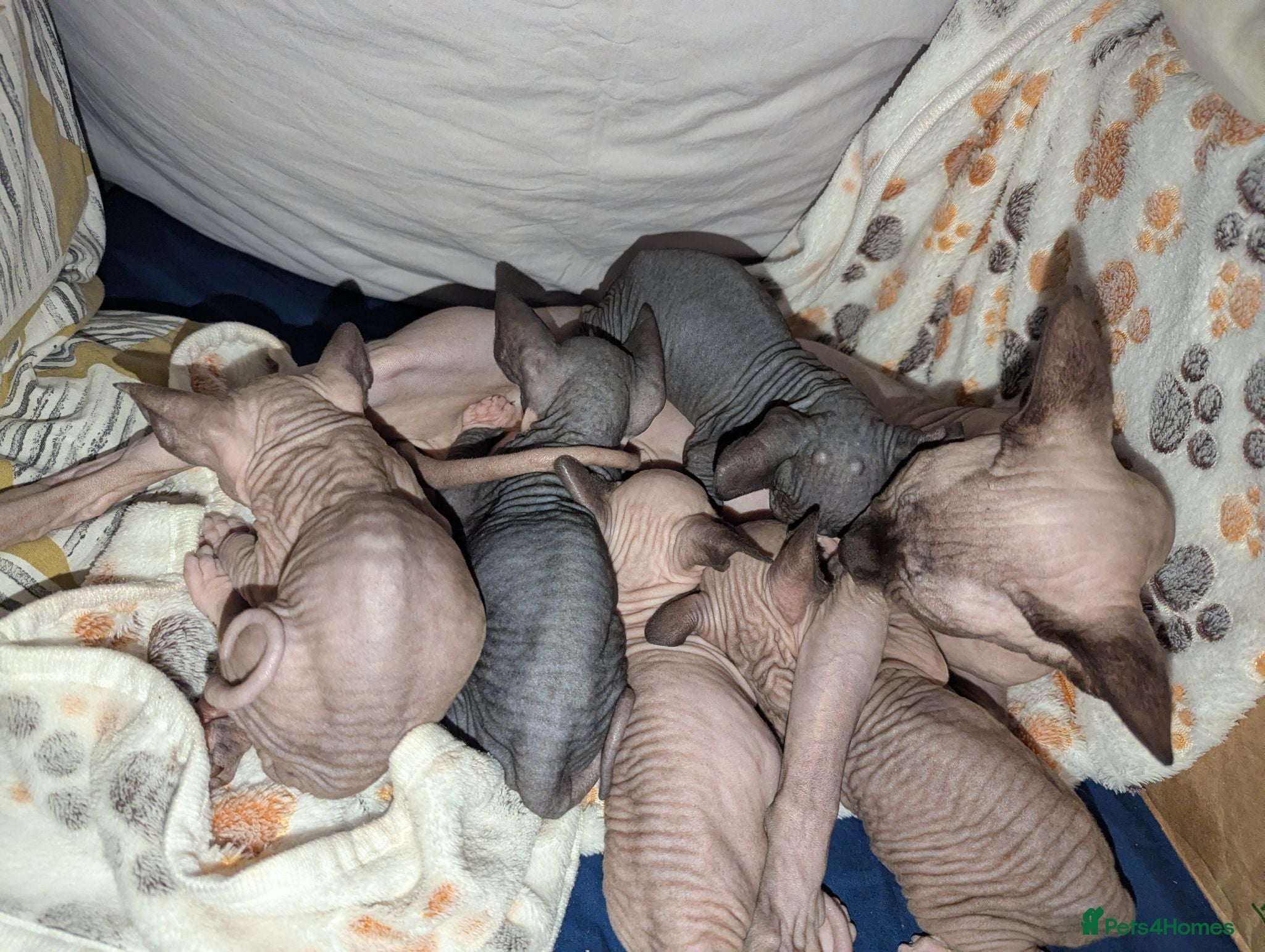 Sphynx cats ***TICA ACTIVE*** - PURE BREAD SPHYNX - AVAILABLE - Advert 14