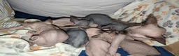 Sphynx cats for sale: ***TICA ACTIVE*** - PURE BREAD SPHYNX - AVAILABLE - Advert 1
